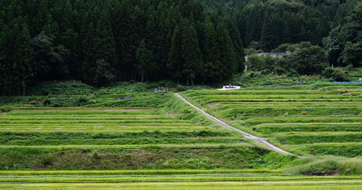 Rice fields in Shimogō, Fukushima, Japan